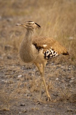 Kori Bustard, savennah boyunca bacak bacak üstüne atarak yürüyor.