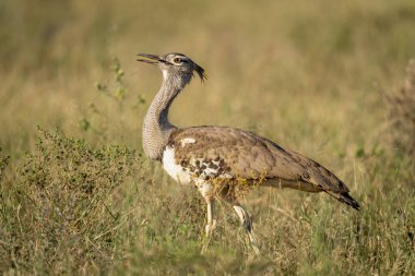 Kori bustard çimde yürüyor ve ağzını açıyor.