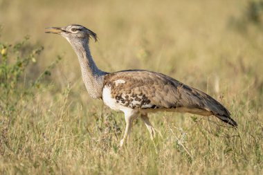 Çimenlerde yürüyen fenerli Kori bustard