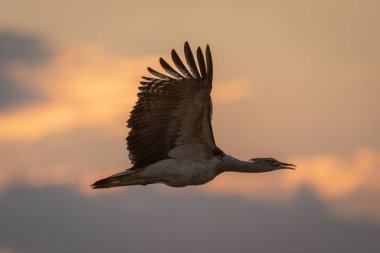 Gün batımında siluet içinde uçan Kori bustard.