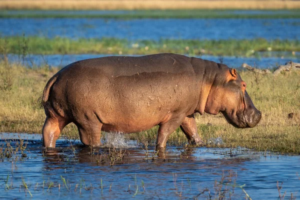 Hipopótamo Camina Río Isla Cubierta Hierba —  Fotos de Stock