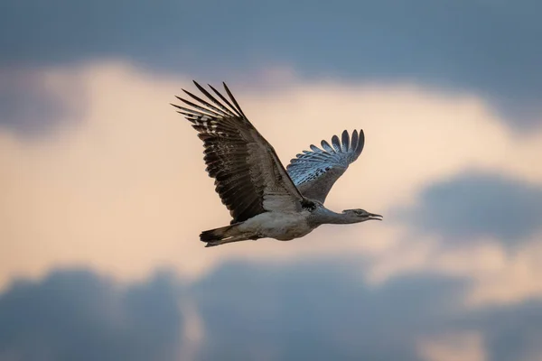 Kori Trappe Fliegt Mit Ausgebreiteten Flügeln Vorbei — Stockfoto