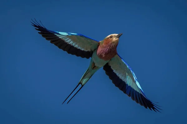 Lilac Breasted Roller Vliegt Door Heldere Blauwe Lucht — Stockfoto