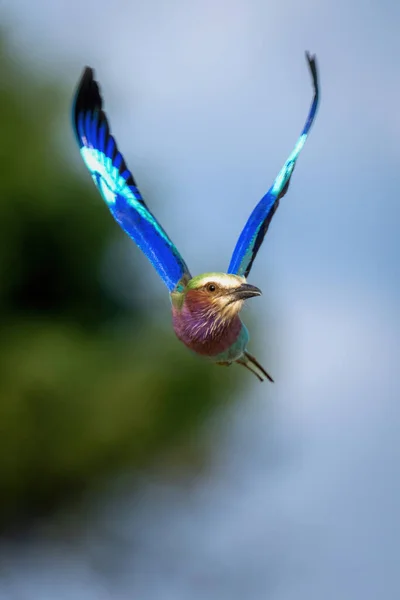 Lilac Borst Roller Vliegt Tillen Vleugels Langs Bomen — Stockfoto