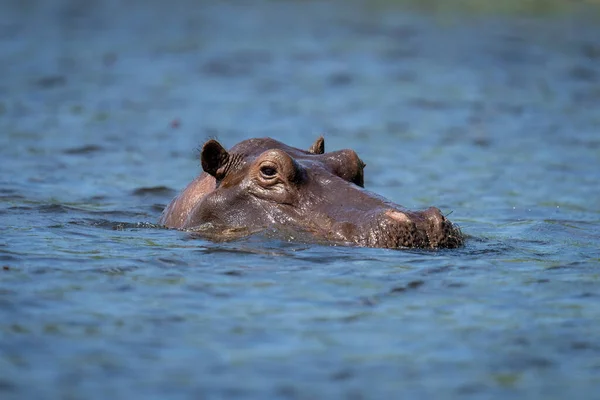 Hippo Rivier Camera Kijken Zonneschijn — Stockfoto