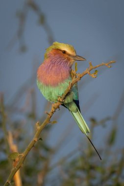 Kıvrımlı dallı horoz kafasında leylak göğüslü rulo.