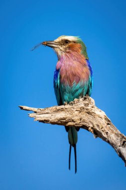 Dalda leylak göğüslü rulo ölü böcek tutuyor.