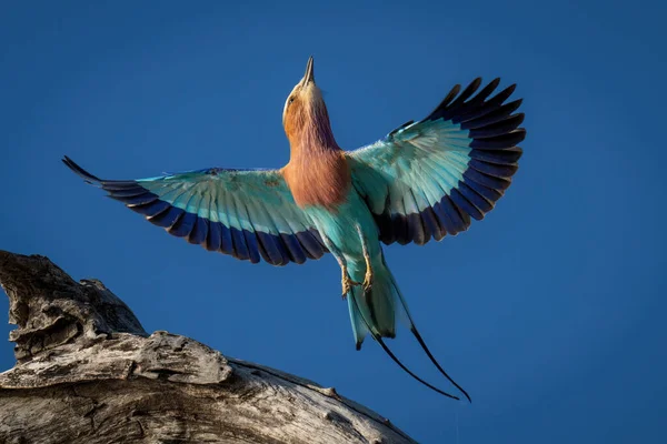 Lilac Prsa Válec Letí Kolem Větve Roztahování Křídel — Stock fotografie