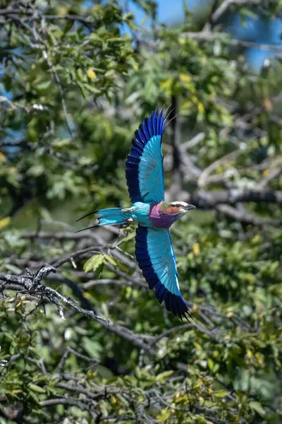 라일락 롤러코스터가 날개를 나뭇가지를 날아가고 — 스톡 사진