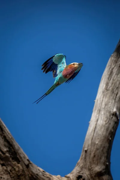 Lilac Breasted Roller Fly Fork Tree — Stock fotografie