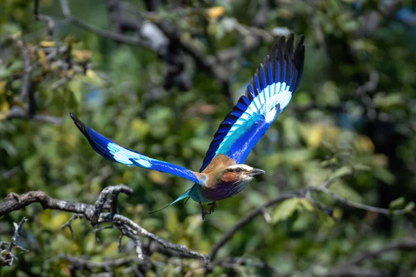 Lilac Breasted Roller Fly Foliage Lifting Wings — Stock fotografie