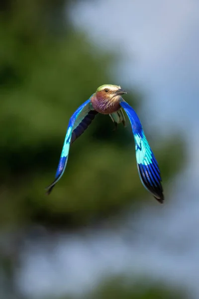 Fliederroller Fliegt Bäumen Vorbei Die Flügel Fallen Lassen — Stockfoto