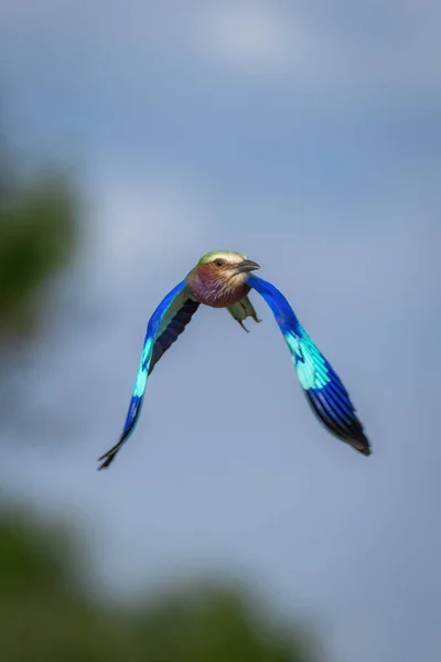 Lilac Breasted Roller Fly Trees Downering Wings — Stock fotografie