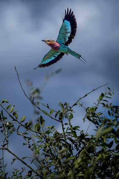 Lilac Breasted Roller Fly Tree Stretching Wings — Stock fotografie