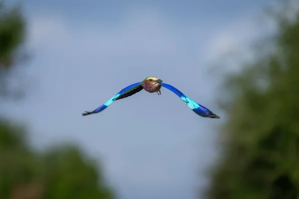 Lilac Prsa Válec Letí Směrem Fotoaparátu Mávání Křídly — Stock fotografie