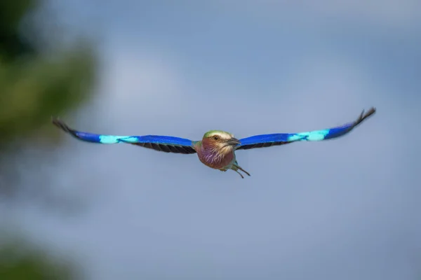 ライラック風ローラーは翼を広げる木の前を飛ぶ — ストック写真