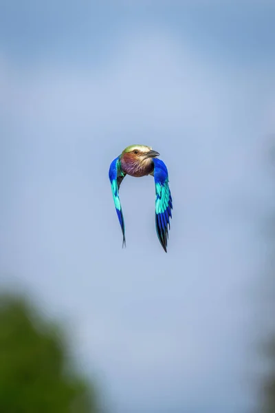 Lilac Breasted Roller Flies Camera Lowering Wings — Stock fotografie