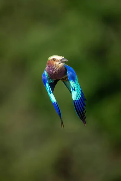 Lilac Breasted Roller Flies Trees Watching Camera — Stok Foto
