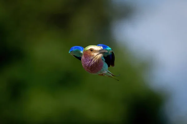 Lilac Breasted Roller Flies Wings Tucked Close — Stock Photo, Image