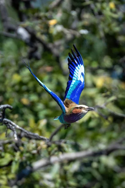 날개를 모양으로 만드는 라일락 롤러코스터 — 스톡 사진