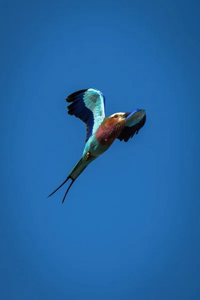 Rolo Peito Lilás Voando Através Céu Azul Claro — Fotografia de Stock