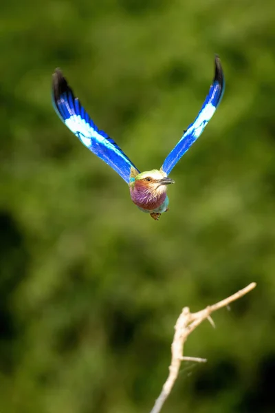 Lilac Breasted Roller Vliegen Met Vleugels Vorm — Stockfoto