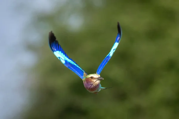 Fliederroller Fliegt Mit Schlaglicht Auf Kamera — Stockfoto