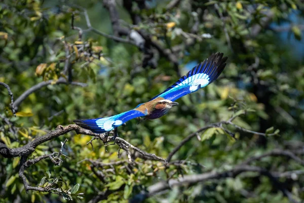 라일락 날개를 나무를 흘러간다 — 스톡 사진
