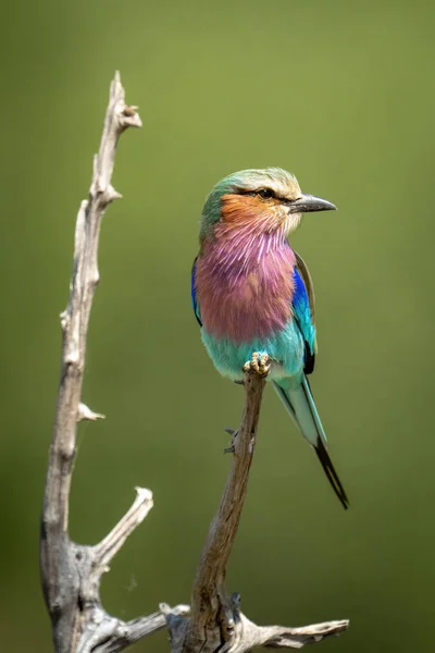 Lilac Breasted Roller Sunshine Dead Branch — Stok Foto