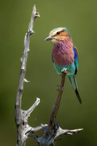 Lilac Breasted Roller Dead Branch Cocking Head — Stok Foto