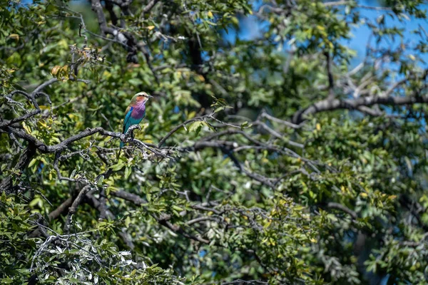 Lilac Breasted Roller Branch Leafy Tree — Stock Photo, Image