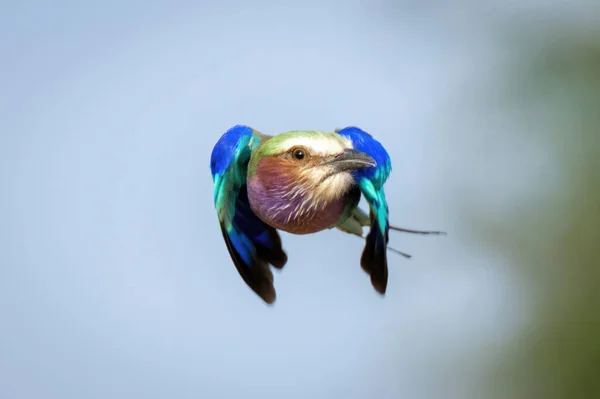Lilac Breasted Roller Turns Head Flying Camera — Stock fotografie