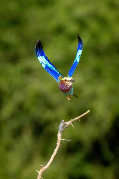 Lilac Bröst Roller Med Catchlight Flyger Mot Kameran — Stockfoto