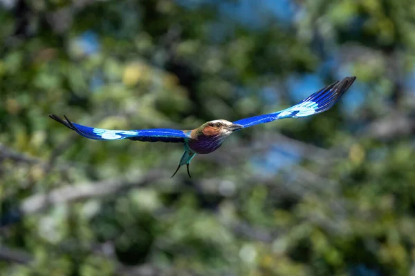 stock image Lilac-breasted roller with catchlight flies spreading wings