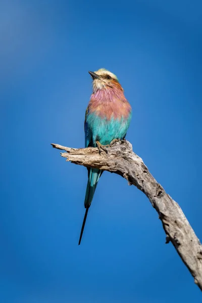 Lilac Breasted Roller Turns Head Dead Branch — Stock fotografie