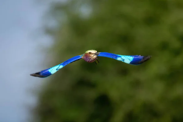 stock image Lilac-breasted roller with catchlight flying toward camera