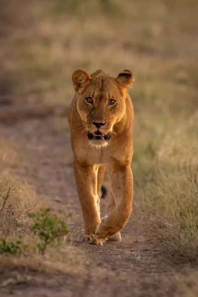 Lvice Kráčí Kameře Písčité Cestě — Stock fotografie