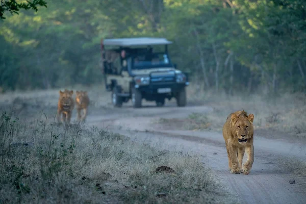 Löwen Laufen Weg Vom Jeep — Stockfoto