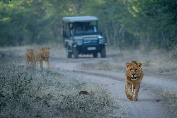 Lions Walk Track Away Vehicle — Stock Photo, Image