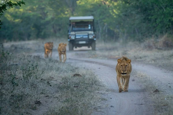 Löwen Auf Dem Weg Weg Vom Jeep — Stockfoto