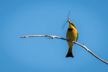 Daldaki küçük arı yiyici ölü yusufçuk tutuyor