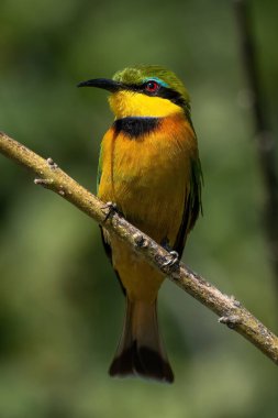 İnce dallı kamerada küçük arı yiyici.