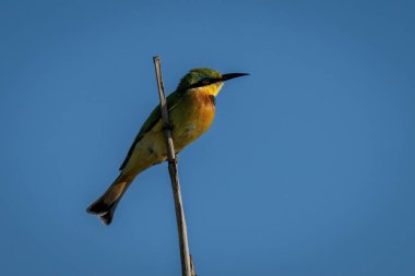 Profilde ölü daldaki küçük arı yiyici