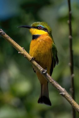 Daldaki küçük arı yiyici başını sola çeviriyor.