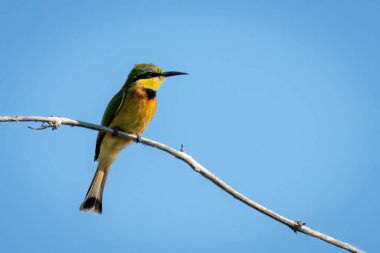 Kavisli bir dalda küçük bir arı yiyici