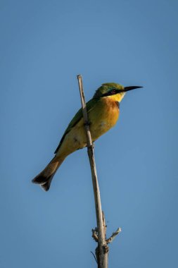 Ölü daldaki küçük arı yiyici kamera.