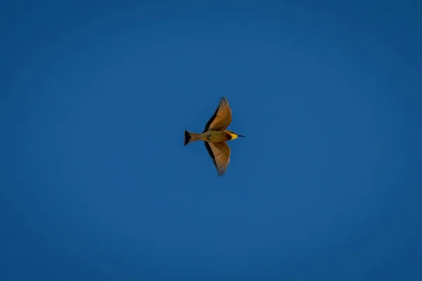Little Bee Eater Flies Perfect Blue Sky — Stock Photo, Image