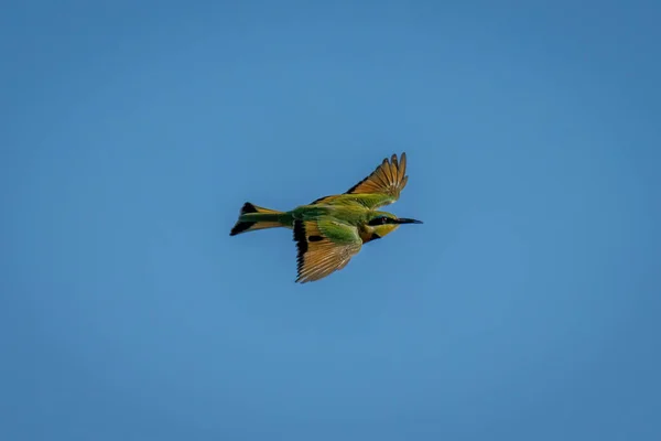 Küçük Arı Yiyici Açık Mavi Gökyüzünde Süzülüyor — Stok fotoğraf