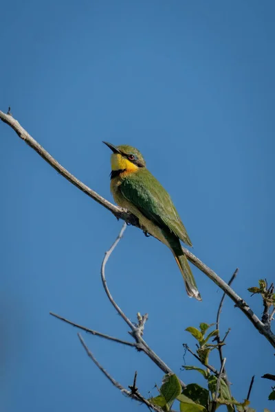 Little Bee Eater Branch Staring Camera — Stock Photo, Image