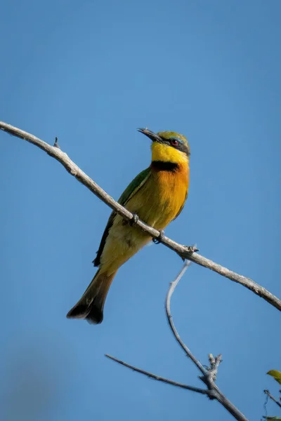 Little Bee Eater Sunlit Branch Holding Insect — Stock Photo, Image